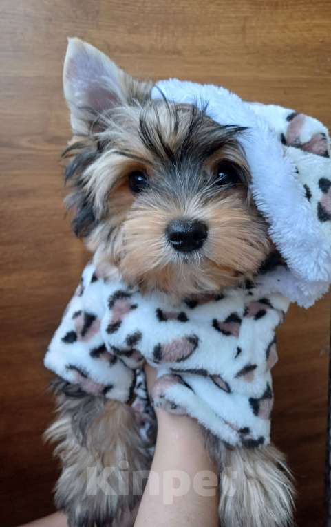 Собаки в Орске: Продам щенка цветного йорка. Проглистогонен, прививки сделаны по возрасту, готов к переезду. Мальчик, Бесплатно - фото 1