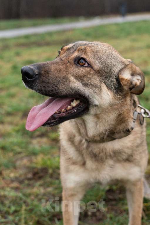 Собаки в Москве: Нежная скромная Дарина Девочка, Бесплатно - фото 6