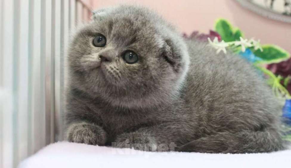 Кошки в Москве: Малыши с документами ! Плюшевые котята Мальчик, 20 000 руб. - фото 6