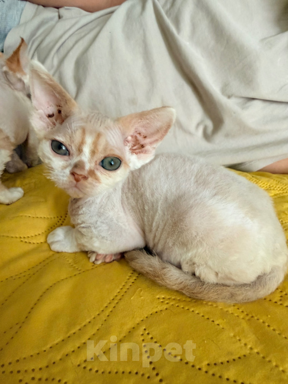 Кошки в Томске: Котик Девон рекс Мальчик, 65 000 руб. - фото 2