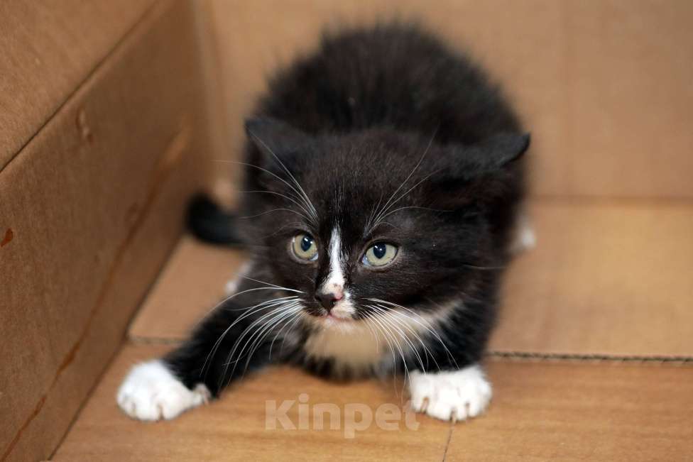 Кошки в Санкт-Петербурге: Мальчик в ответственные руки Мальчик, Бесплатно - фото 2