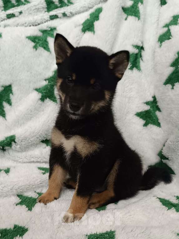 Собаки в Санкт-Петербурге: Сиба черно-подпалая девочка Девочка, 80 000 руб. - фото 2