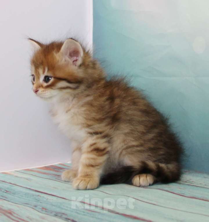 Кошки в Екатеринбурге: Мальчик Энгельс Мальчик, 45 000 руб. - фото 3