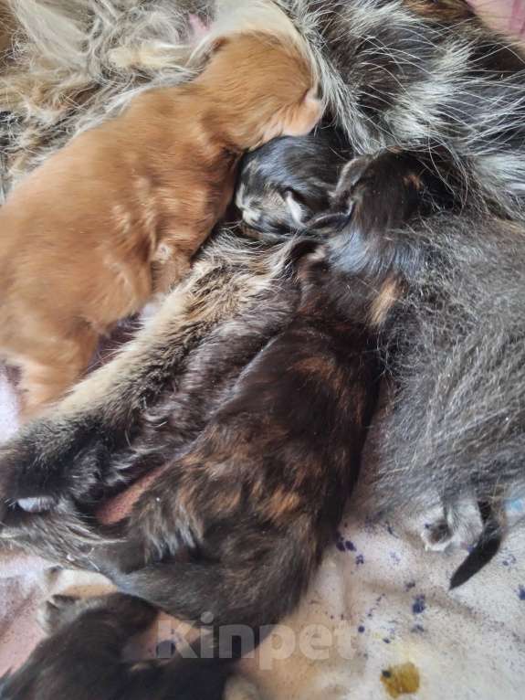 Кошки в Уфе: Мейн кун Девочка, 18 000 руб. - фото 2