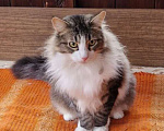 Кошки в Москве: Крупный, добрый, пушистый, молодой котик Ян ищет семью и дом Мальчик, 1 руб. - фото 2