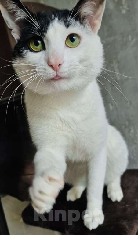 Кошки в Москве: Зеленоглазый кот в добрые руки Мальчик, 10 руб. - фото 5