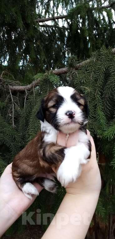 Собаки в Москве: Щенки тибетского терьера  Мальчик, 70 000 руб. - фото 6