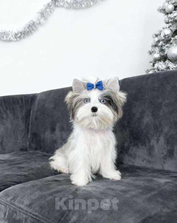 Собаки в Москве: Мраморный йорк с двумя голубыми глазами мальчик Мальчик, 130 000 руб. - фото 1