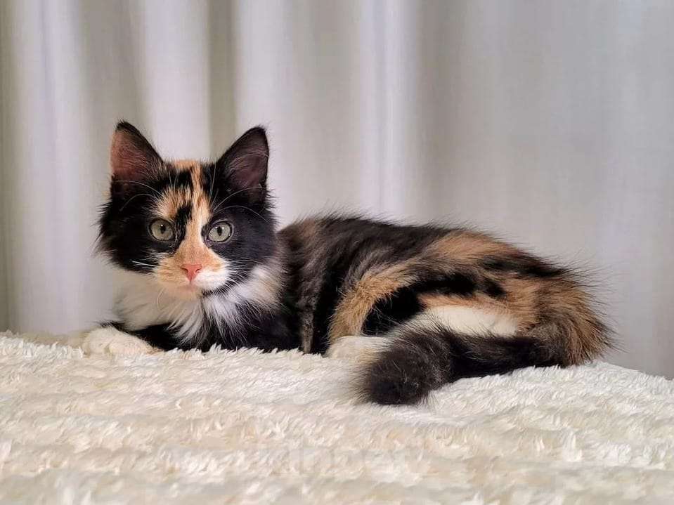 Кошки в Москве: Котёнок Фиона в добрые руки  Девочка, Бесплатно - фото 5