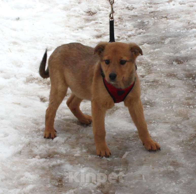 Собаки в Москве: Щенулька  Лисёна ищет свою любимую семью Девочка, Бесплатно - фото 4