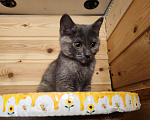 Кошки в Москве: Котенок Бусинка ищет дом Девочка, Бесплатно - фото 4