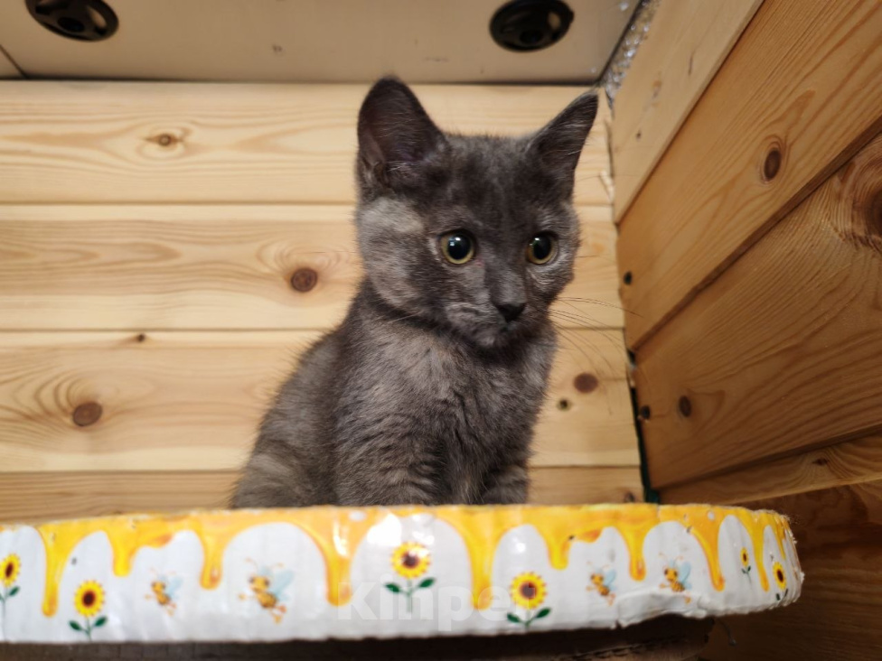 Кошки в Москве: Котенок Бусинка ищет дом Девочка, Бесплатно - фото 4