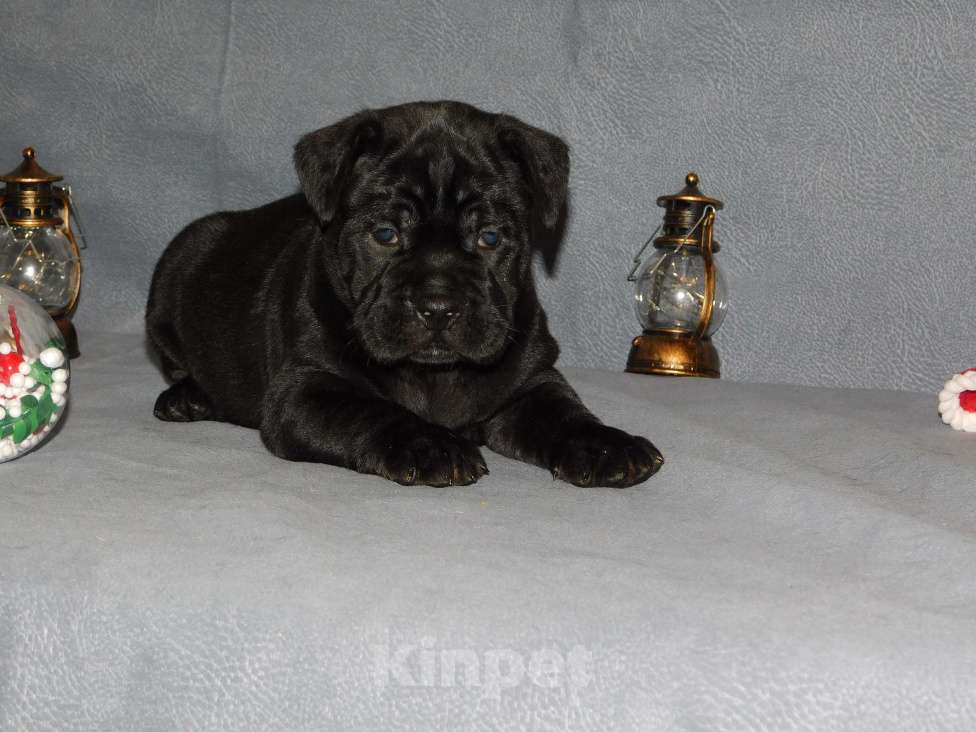 Собаки в Санкт-Петербурге: Щенок Кадебо Мальчик, 90 000 руб. - фото 2