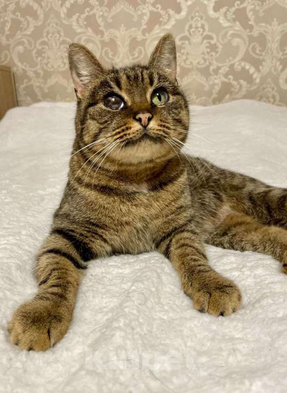 Кошки в других городах Московской области: Кошка в добрые руки Девочка, Бесплатно - фото 2