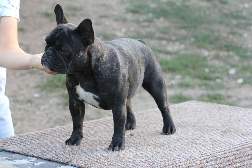 Собаки в Симферополе: Подрощенная девочка французского бульдога Девочка, 50 000 руб. - фото 4