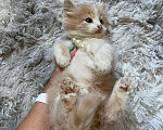 Кошки в Сочи: Отдам котенка 1,5 месяца, мальчик . Находится в Красной поляне Мальчик, Бесплатно - фото 5