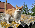 Кошки в Ульяновске: Очаровательные котята, мальчик и девочка ищут дом Мальчик, 10 руб. - фото 2