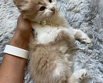 Кошки в Сочи: Отдам котенка 1,5 месяца, мальчик . Находится в Красной поляне Мальчик, Бесплатно - фото 4