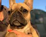 Собаки в Краснодаре: Щенок французского бульдога Девочка, 30 000 руб. - фото 2