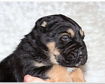 Собаки в Приозерске: Самые красивые щенки Среднеазиатской овчарки Мальчик, 30 000 руб. - фото 1
