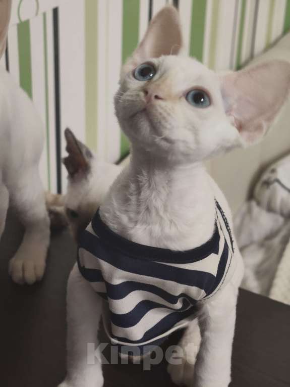 Кошки в Электростали: Мальчик Девон Рекс Мальчик, Бесплатно - фото 4