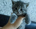 Кошки в Бузулуке: Отдам котёнка в добрые руки Мальчик, Бесплатно - фото 1