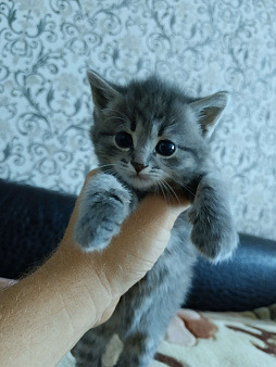 Объявление: Отдам котёнка в добрые руки, Бесплатно, Бузулук