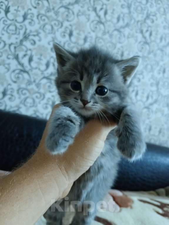 Кошки в Бузулуке: Отдам котёнка в добрые руки Мальчик, Бесплатно - фото 1