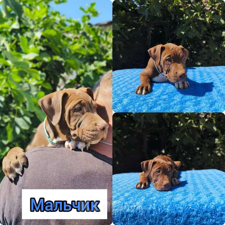 Собаки в Москве: Шикарные щенки американского питбультерьера Мальчик, 45 000 руб. - фото 3