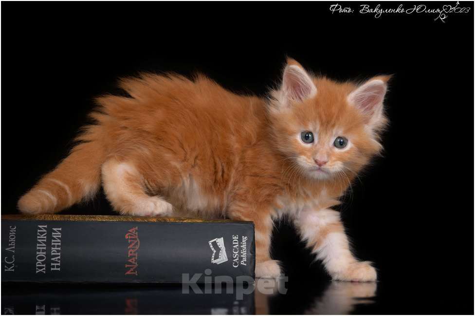 Кошки в Краснодаре: Котята Мейн-кун Мальчик, 45 000 руб. - фото 1