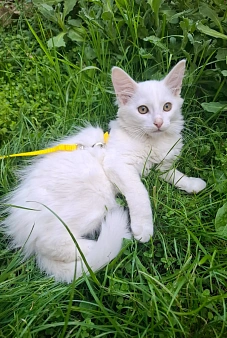 Белый пушистый котёнок в добрые руки