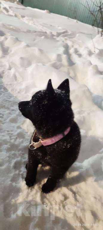 Собаки в Раменском: Шипперке Девочка, 50 000 руб. - фото 4