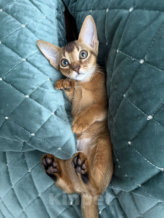 Кошки в Краснодаре: Абиссинский котенок дикого окраса Девочка, 75 000 руб. - фото 7