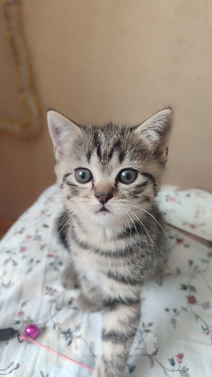 Кошки в Нижнем Новгороде: Продю породистого шотландского прямоухого котика Мальчик, 10 000 руб. - фото 1