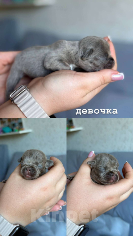 Собаки в Ростове-на-Дону: малыши французского бульдога  Мальчик, 50 000 руб. - фото 3