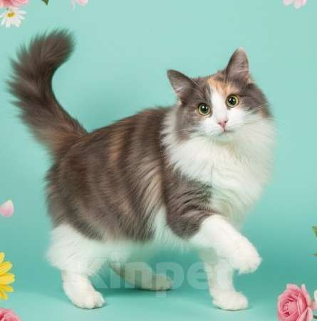 Кошки в Москве: Трехцветная пушистая кошка Филадельфия в дар Девочка, Бесплатно - фото 1