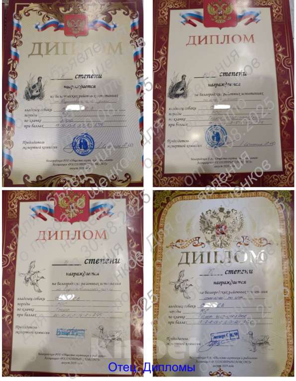 Собаки в Белгороде: Щенок русского охотничьего спаниеля (девочка). Девочка, 8 000 руб. - фото 5