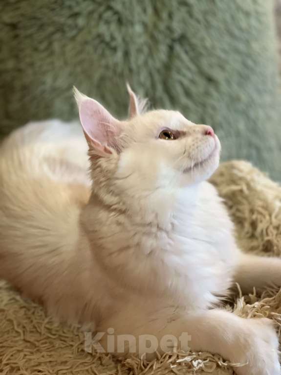 Кошки в Москве: Мейнкун полидакт белая Девочка Девочка, 45 000 руб. - фото 3