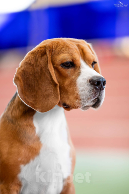 Собаки в Москве: Красивый, темпераментный Бигль ищет невест Мальчик, Бесплатно - фото 1