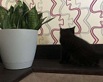 Кошки в Чите: Котёнок мальчик рождён 7 .09.2024 г. К лотку приучен, кушает самостоятельно , активен и игрив .  Мальчик, Бесплатно - фото 3