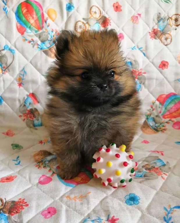 Собаки в Ульяновске: Милые шпицы малыши, 1 руб. - фото 2