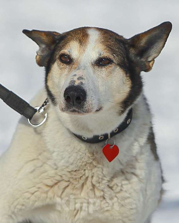 Собаки в Москве: Белка. Диванная собака Девочка, Бесплатно - фото 2