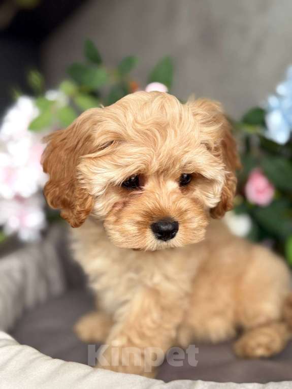 Собаки в Москве: Кавапу щенок Девочка, Бесплатно - фото 2