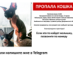 Кошки в Новокуйбышевске: Потерялась кошечка сфинкс Девочка, 2 500 руб. - фото 5