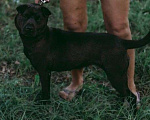 Собаки в Москве: Небольшая собака Нора, метис шарпея, в добрые руки Девочка, Бесплатно - фото 2