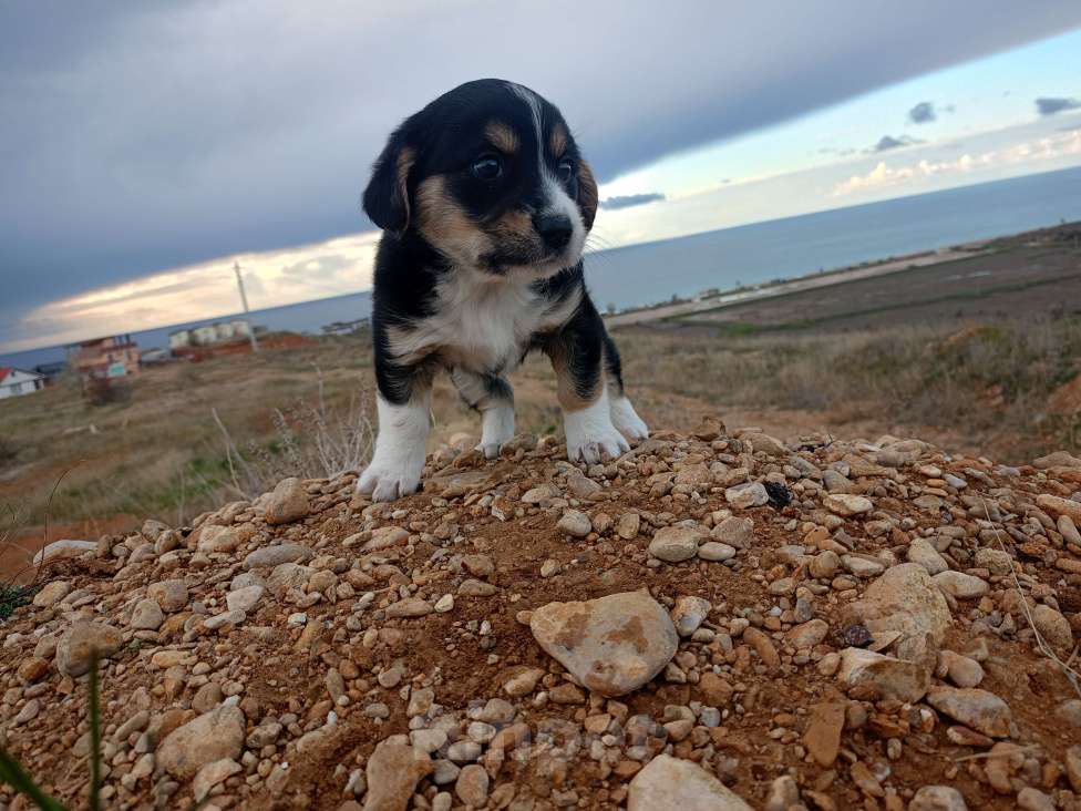 Собаки в Севастополе: В добрые ручки Девочка, Бесплатно - фото 3