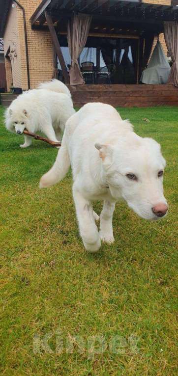 Собаки в других городах Московской области: Якутята из ппбж Друг  Мальчик, Бесплатно - фото 3