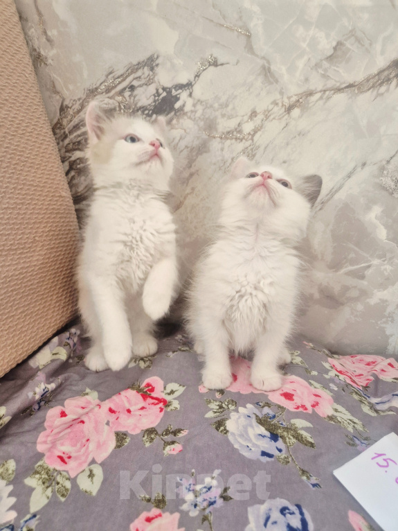 Кошки в Москве: Рэгдолл котяткт Мальчик, 60 000 руб. - фото 3