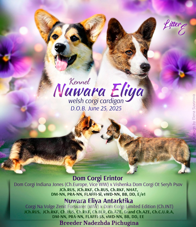 Собаки в Воронеже: Ведь корги кардиган Мальчик, 60 000 руб. - фото 2