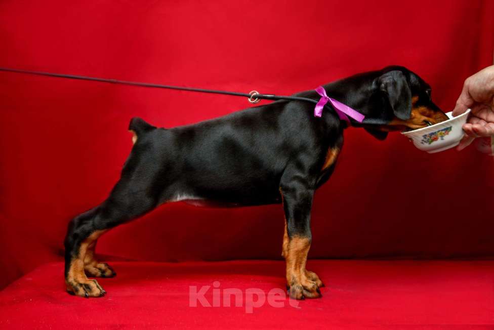 Собаки в Москве: Щенки добермана Мальчик, 100 000 руб. - фото 7